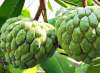 custard apple