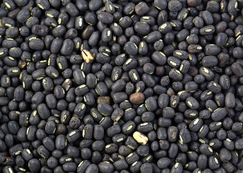 Whole Black gram - Black Lentils - Urad bean with skin